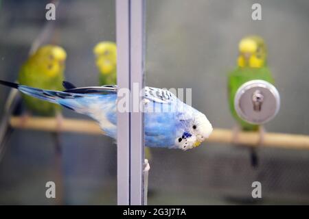 Budgerigars derrière le verre dans un magasin pour animaux de compagnie, oiseaux à vendre en bleu et vert Banque D'Images