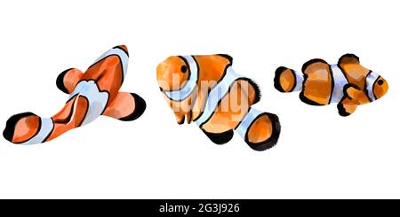 Illustration aquarelle d'un poisson clown orange. Eau salée amphiprion exotique poisson isolé sur fond blanc. Banque D'Images