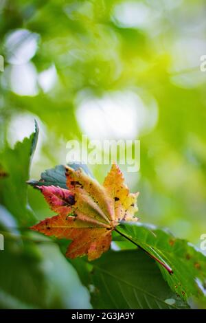 La feuille d'érable tombe sur une branche d'aulne en automne Banque D'Images