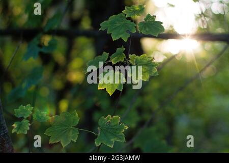 Les feuilles d'érable de vigne commencent à changer de couleur au soleil d'automne Banque D'Images