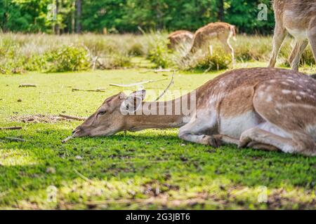 Un cerf de beauté est couché avec sa tête sur un pré vert, concept pour les animaux calmes et relaxants. Banque D'Images