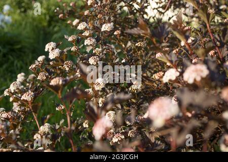 Arbustes marrons fleurs rouges et blanches de Physocarpus opulifolius en mai au coucher du soleil Banque D'Images