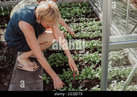 Les femmes de 55 ans cultivent des lits de jardin en serre de verre pour cultiver des cultures Banque D'Images