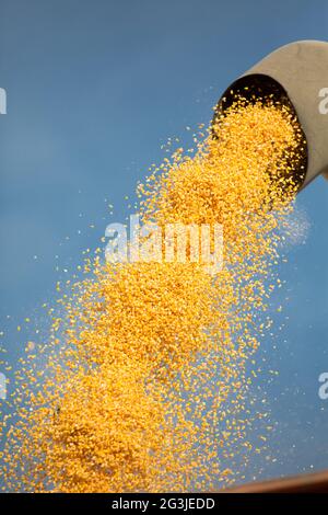 Grain qui est chargé dans un camion remorque Banque D'Images