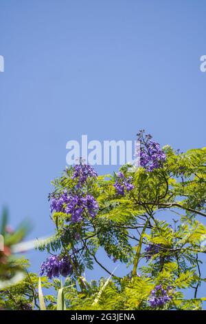 Bleu Jacaranda (Jacaranda mimosifolia) fleurs au sommet de l'arbre, Andalousie, Espagne. Banque D'Images