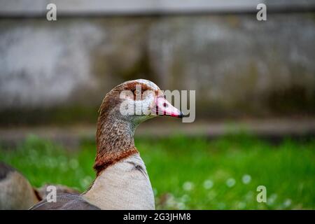 Oie égyptienne marchant sur de l'herbe Banque D'Images
