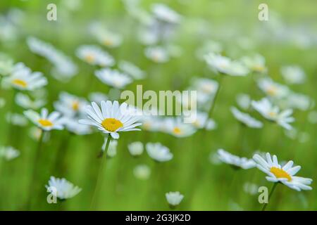 Belles fleurs de camomille dans la prairie. Scène nature printemps ou été avec Marguerite en fleurs. Mise au point douce. Été paysage pastoral naturel idyllique Banque D'Images