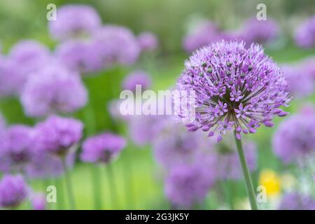 Belles fleurs violettes de l'oignon ornemental. Allium giganteum fleurs violettes poussant dans le jardin. Gros plan d'un Allium giganteum violet Banque D'Images