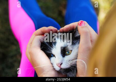 Défocace femme main de stroking et caresser mignon adorable chat noir et blanc, chaton avec de beaux yeux jaunes. Arrière-plan animal de compagnie amour. Vue de dessus. Forme hea Banque D'Images