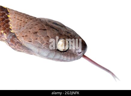 Serpent d'escargot néotropical (Dipsas indica), province d'Orellana, Équateur. Vue latérale de la tête Banque D'Images