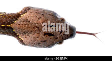 Serpent d'escargot néotropical (Dipsas indica), province d'Orellana, Équateur. Vue dorsale de la tête Banque D'Images