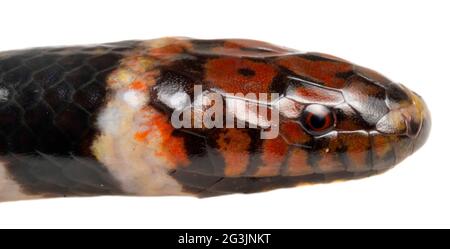 Serpent d'eau triangle (hydrops triangularis) province d'Orellana, l'Amazone équatorienne Banque D'Images