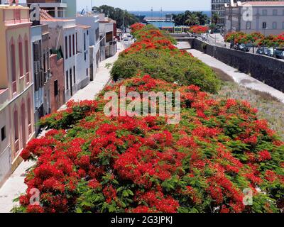 Vue sur les arbres des acacias de feu en fleurs (Fabaceae), à Santa Cruz de Tenerife. L'arbre de la flamme est un type de plante de la sous-famille des caroubes Banque D'Images