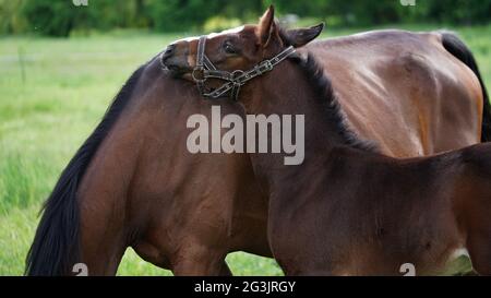 Un adorable petit pied-de-lit brun dans un bridle se défait jusqu'à la mère du cheval sur un pré vert. Gros plan est la tête d'un petit foal. Magnifique natura Banque D'Images