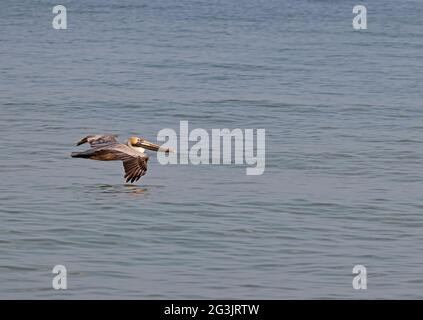 Pelican survolant l'océan Banque D'Images