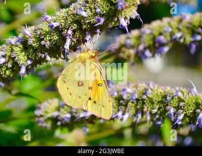 Un papillon à soufre orange (Colias eurytheme) est suspendu à l'envers tout en se nourrissant de la fleur d'Aniseed Hyssop (Agastache foenicule.) Gros plan. Banque D'Images