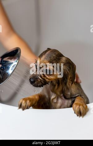 Femme prenant soin de son petit chien. Femme se lavant, nettoyant chien Pomeranien sous la douche. Concept d'hygiène des animaux Banque D'Images