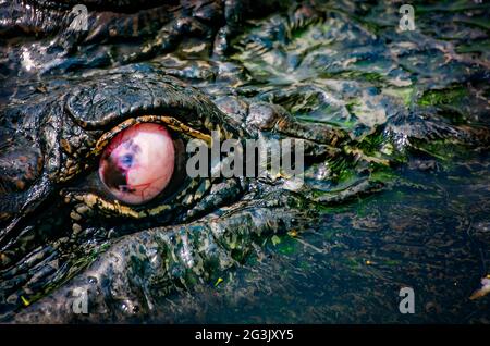 Boudreaux l'alligator aveugle est photographié dans son stylo au Gulf Coast Gator Ranch and Tours, le 12 juin 2021, à Moss point, Mississippi. Banque D'Images