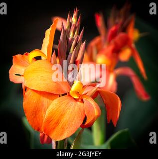 Canna Calgary Zoo Alberta Banque D'Images