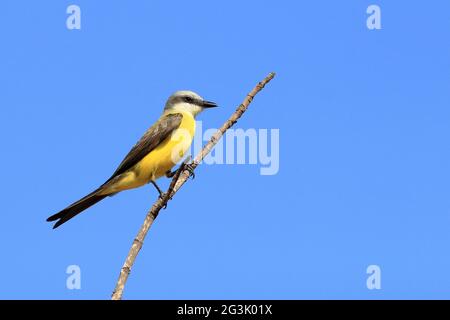 Oiseau-roi à gorge blanche (Tyrannus albogularis) perché sur une branche au-dessus d'un ciel bleu. Banque D'Images