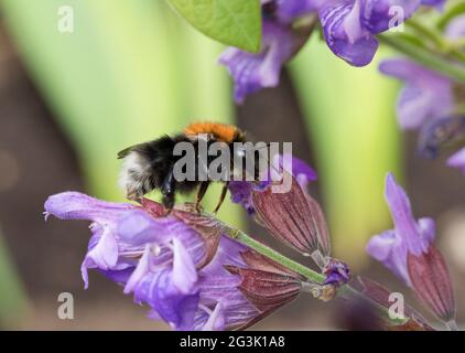 Arbre Bumblebee (bombus hypnorum) sur des fleurs de sauge dans un jardin en juin, North Yorkshire, Angleterre, Royaume-Uni Banque D'Images