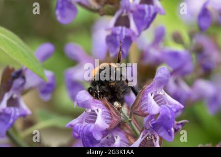 Arbre Bumblebee (bombus hypnorum) sur des fleurs de sauge dans un jardin en juin, North Yorkshire, Angleterre, Royaume-Uni Banque D'Images