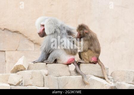 Toilettage de singe un autre singe Banque D'Images