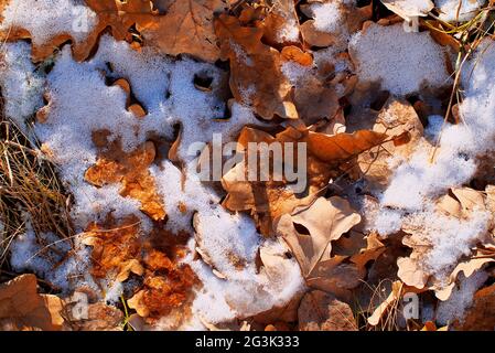 feuilles de chêne tombées sous la première neige Banque D'Images