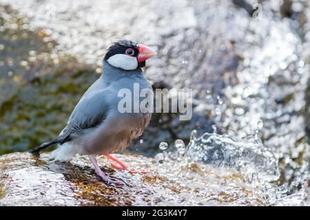 Java Sparrow (Lonchura oryzivora) Banque D'Images