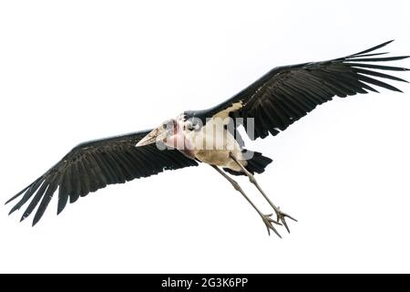 Marabout Stork à mi-vol Banque D'Images