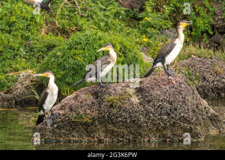 Les Cormorans noirs sur un rocher Banque D'Images