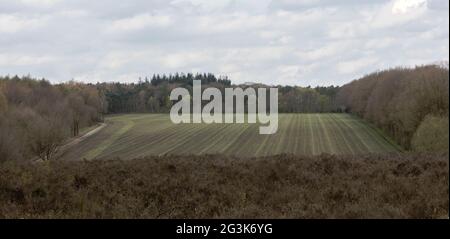 Champ cultivé aux pays-Bas Banque D'Images