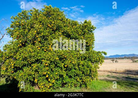 Oranges de Séville, Citrus aurantium, mûrissant sur un arbre en Australie. Banque D'Images