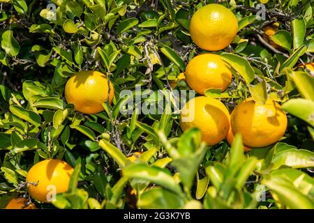 Oranges de Séville, Citrus aurantium, poussant sur un arbre. Banque D'Images