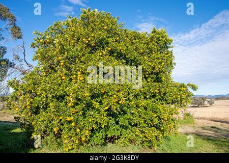 Oranges de Séville , Citrus aurantium, mûrissant sur un grand arbre. Banque D'Images