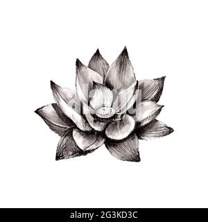 Illustration de fleur de lotus dessinée à la main Banque D'Images