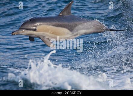 Un dauphin commun sauvage à bec court (Delphinus delphis) qui bondit. La peau montre des dents qui ragent des cicatrices d'autres dauphins. Banque D'Images