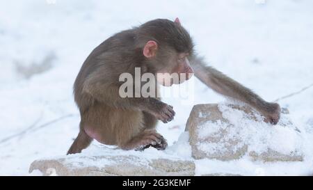 Macaque singe à la recherche de nourriture Banque D'Images