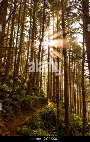 Passez la lumière du soleil à travers les arbres le long d'un sentier dans le couloir panoramique de l'État Samuel H. Boardman, dans le sud de l'Oregon, aux États-Unis Banque D'Images