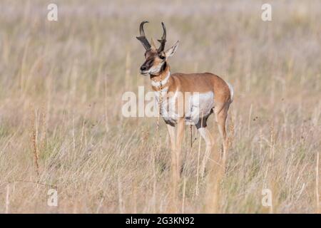 Pronghorn dans le domaine d'Antelope Island SP, Utah Banque D'Images