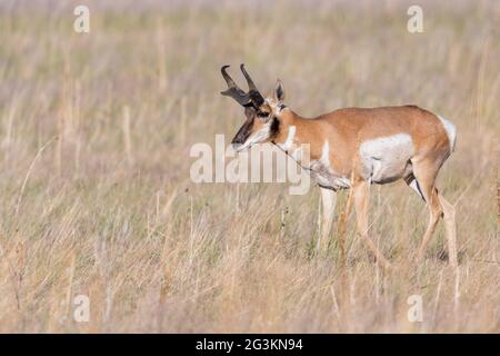 Pronghorn dans le domaine d'Antelope Island SP, Utah Banque D'Images