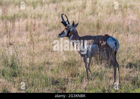 Pronghorn dans le domaine d'Antelope Island SP, Utah Banque D'Images