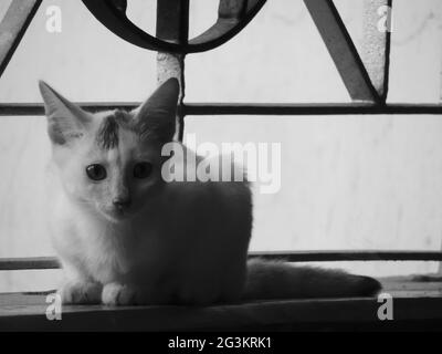 Gros plan en niveaux de gris d'un adorable chaton assis sur un rebord de fenêtre et regardant devant avec des yeux effrayés Banque D'Images