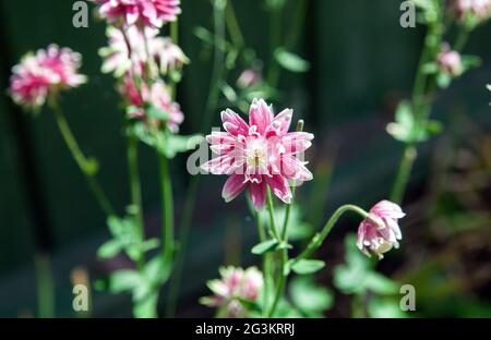 Columbine européenne (Aquilegia vulgaris 'Nora Barlow') Banque D'Images