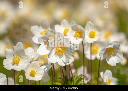 L'anémone de Snowdrop (Anemone sylvestris) fleurit abondamment dans la nature estonienne à la fin du mois de mai Banque D'Images