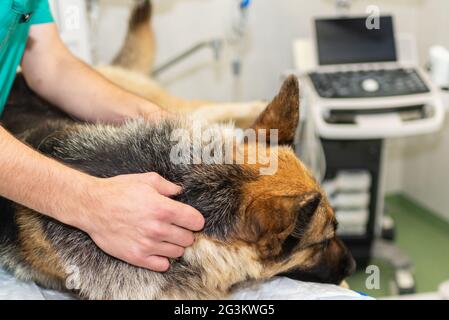 Grand chien sous anesthésie dans une clinique vétérinaire.Berger allemand,chien alsacien allongé sur la table chirurgicale sous anesthésie.vétérinaire.doc mains tenant un Banque D'Images