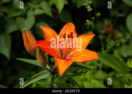 Lily lilium bulbiferum (Orange) avec arrière-plan flou. Banque D'Images