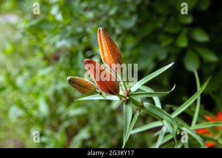 Bourgeons de nénuphars orange (Lilium Bulbiferum) avec arrière-plan flou. Banque D'Images