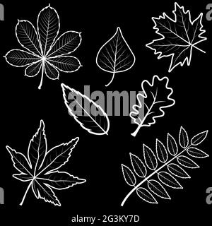 Ensemble de différentes feuilles de châtaignes noir-blanc en chêne d'érable à raisin de rowan. Inclut des lames de contour. Illustration de Vecteur