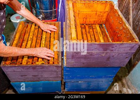 Au-dessus de la vue sur la femme âgée, apiculteur qui sort le cadre en bois avec nid d'abeille des ruches d'abeilles pour extraire le miel, récolte. Banque D'Images